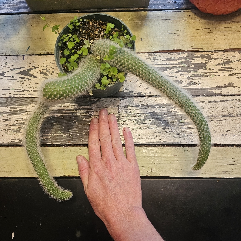 Monkeytail Cactus - Picture 8 of 8
